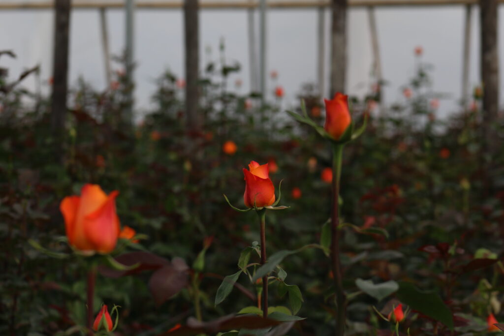 Why Ecuadorian Roses Are Considered the World's Finest ? img 4157