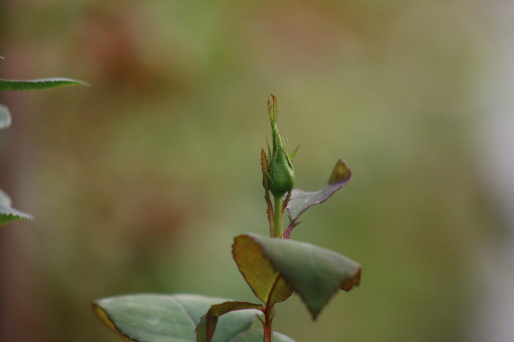 When to Cut Roses: What is the Best Harvest Stage for Cut Roses? IMG 3367 1024x683