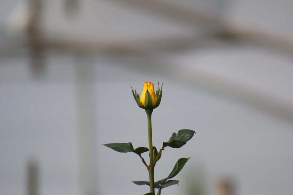 When to Cut Roses: What is the Best Harvest Stage for Cut Roses? IMG 3424 1024x683