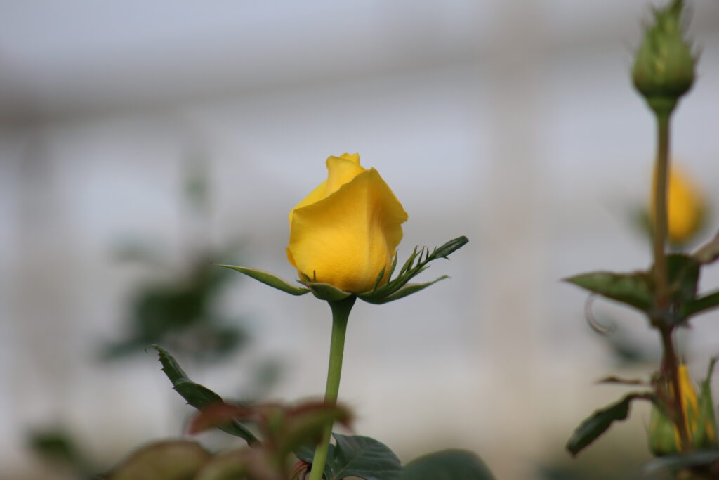 When to Cut Roses: What is the Best Harvest Stage for Cut Roses? IMG 3428 1024x683