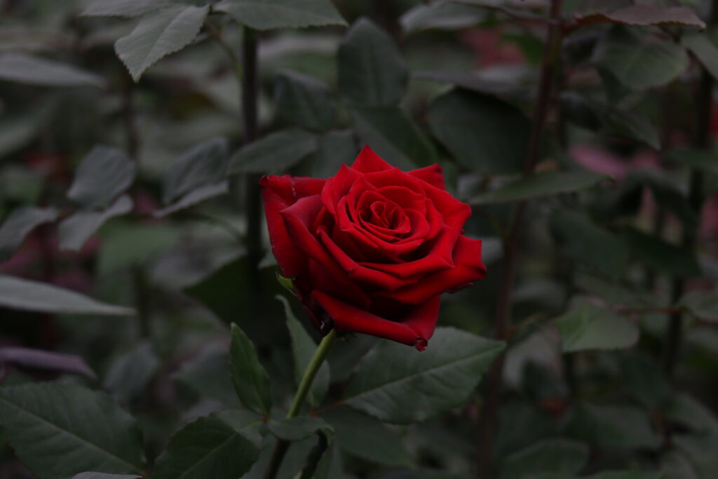 Why Ecuadorian Roses Are Considered the World's Finest ? img 4113