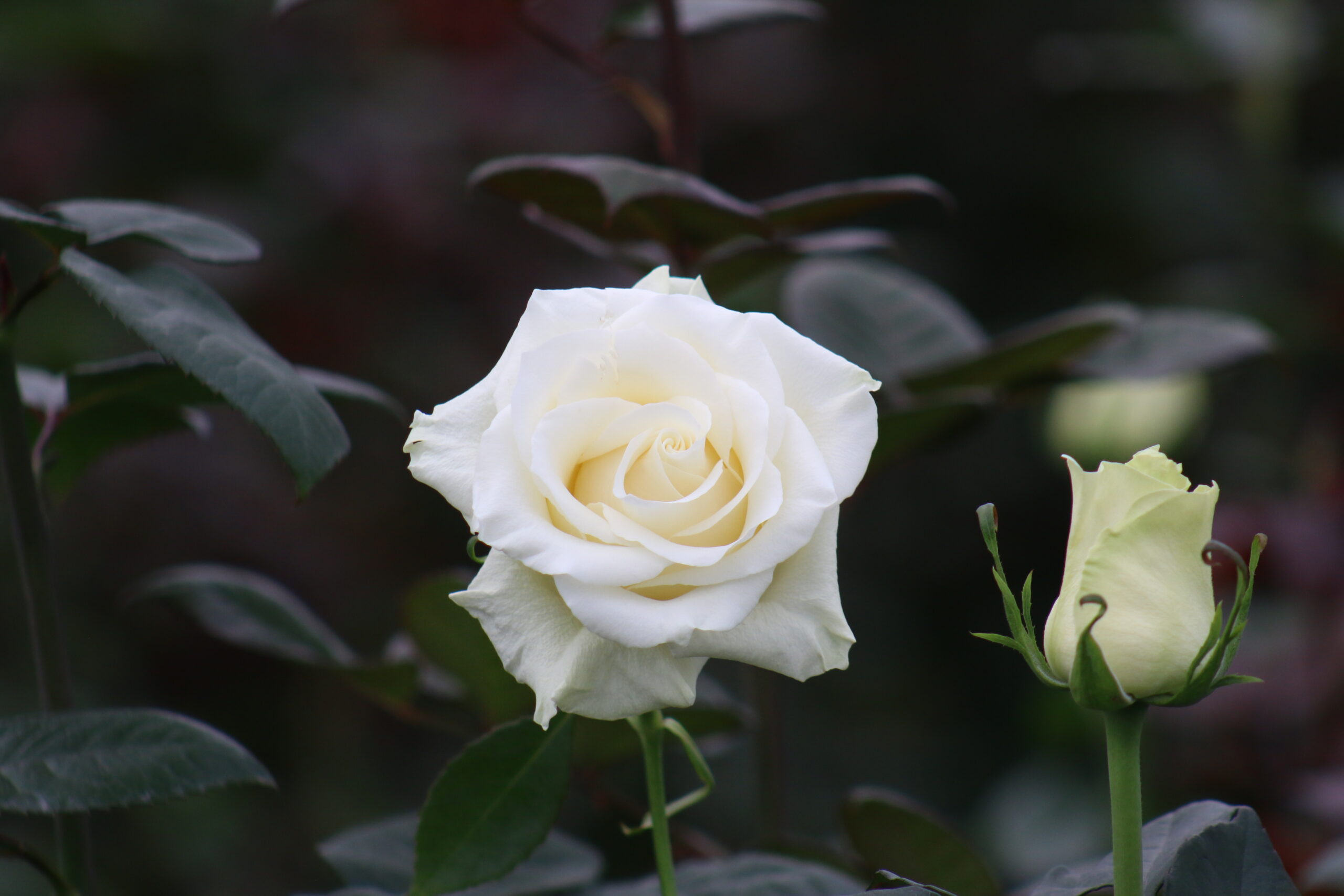 Beyond Red: The Hidden Meanings Behind the Most Popular Rose Colors img 4118