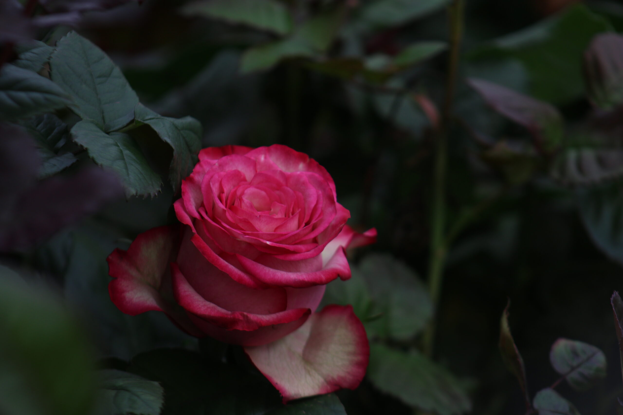 Beyond Red: The Hidden Meanings Behind the Most Popular Rose Colors img 4171