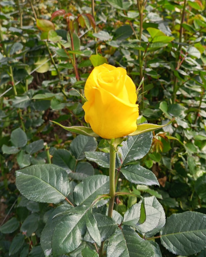 When to Cut Roses: What is the Best Harvest Stage for Cut Roses? Untitled Design 15 819x1024