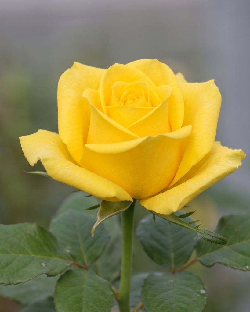 When to Cut Roses: What is the Best Harvest Stage for Cut Roses? Untitled Design 16 819x1024