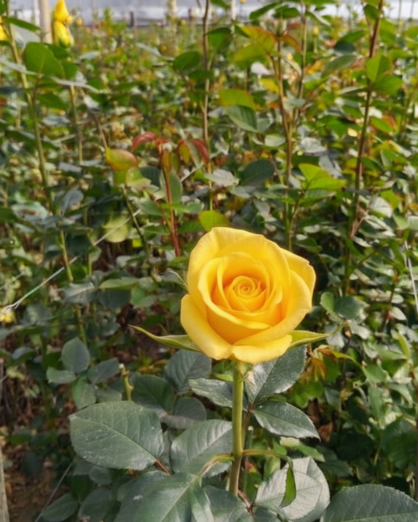 When to Cut Roses: What is the Best Harvest Stage for Cut Roses? Untitled Design 18 819x1024