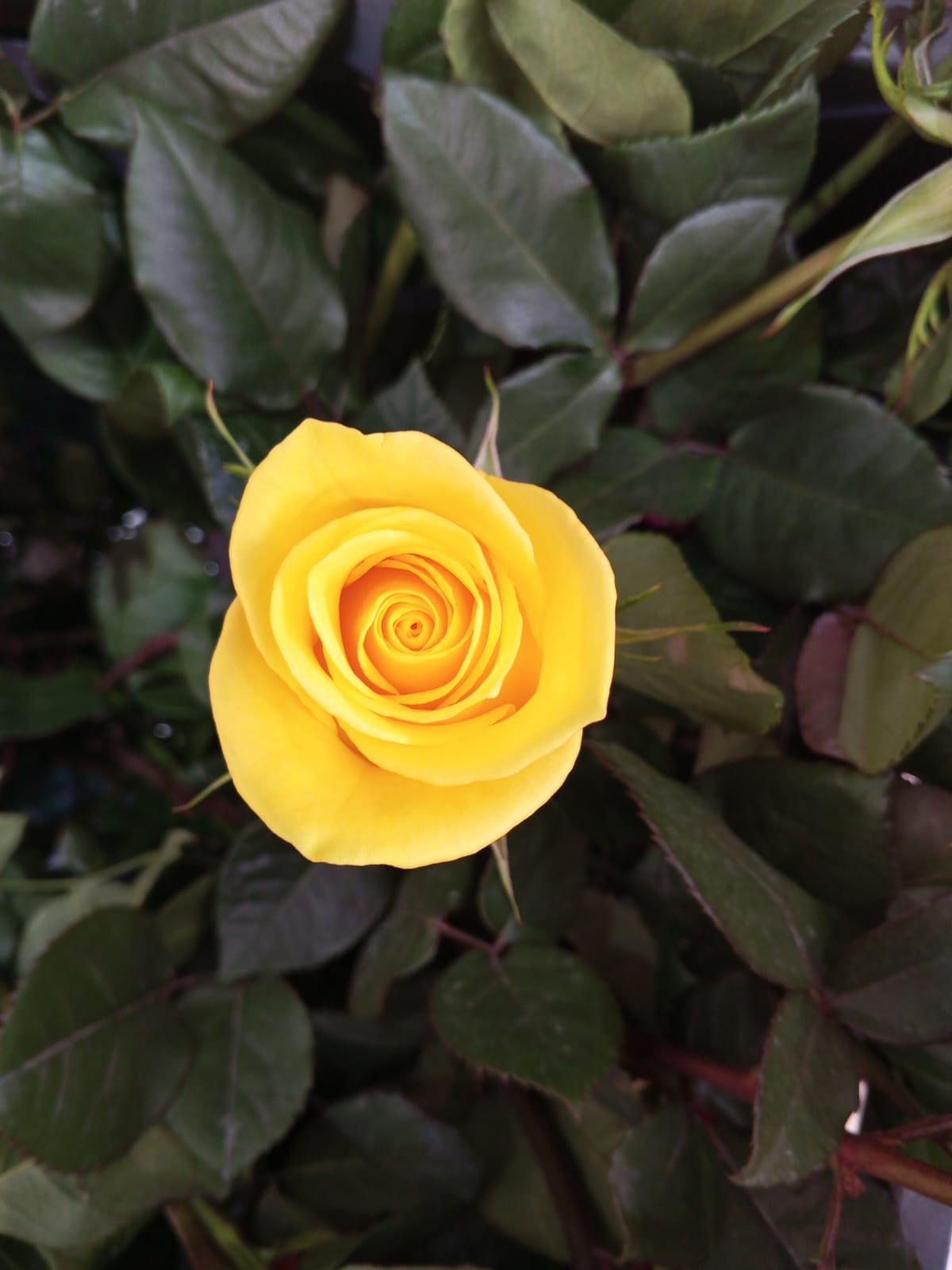 Beyond Red: The Hidden Meanings Behind the Most Popular Rose Colors WhatsApp Image 2026 06 24 At 12.32.01 PM