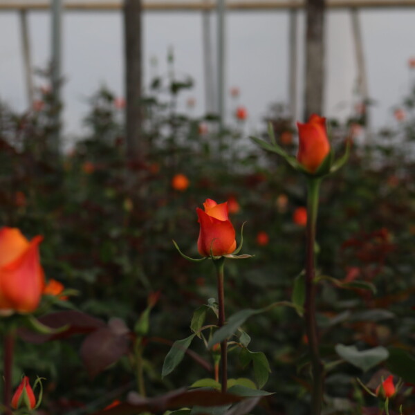 Gallery: Premium Roses & Farm Operations img 4157