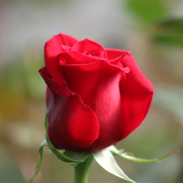Gallery: Premium Roses & Farm Operations Svg+xml,%3Csvg%20xmlns%3D%22http%3A%2F%2Fwww.w3