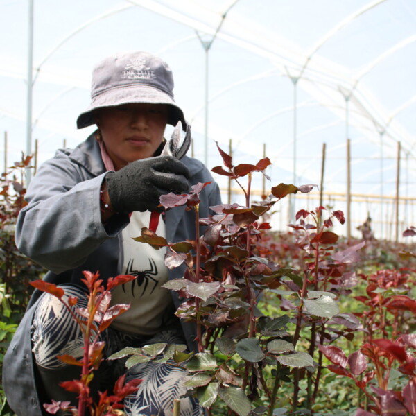 Gallery: Premium Roses & Farm Operations img 3627