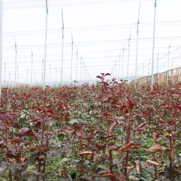 Gallery: Premium Roses & Farm Operations img 3641