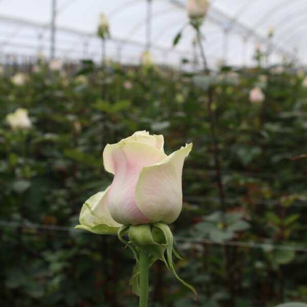 Gallery: Premium Roses & Farm Operations img 3824