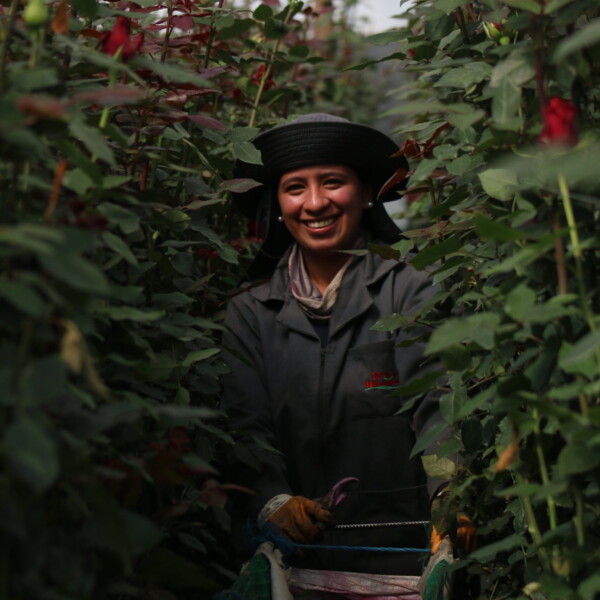 Gallery: Premium Roses & Farm Operations img 3892