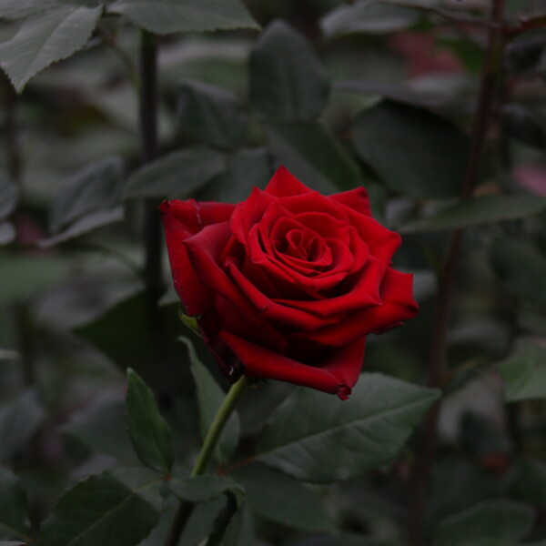 Gallery: Premium Roses & Farm Operations img 4113