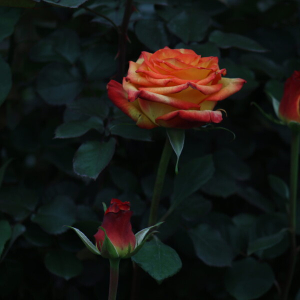 Gallery: Premium Roses & Farm Operations img 4149