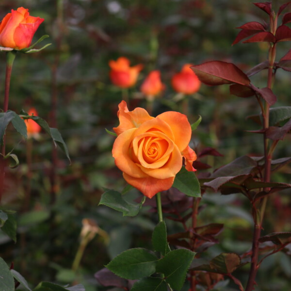 Gallery: Premium Roses & Farm Operations img 4161