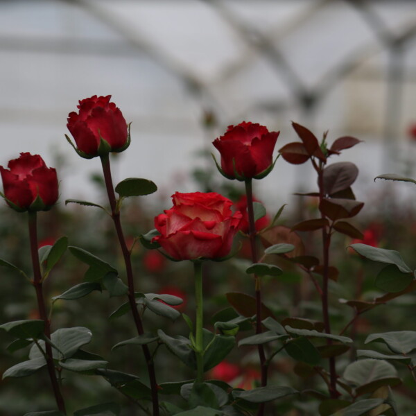 Gallery: Premium Roses & Farm Operations img 4174