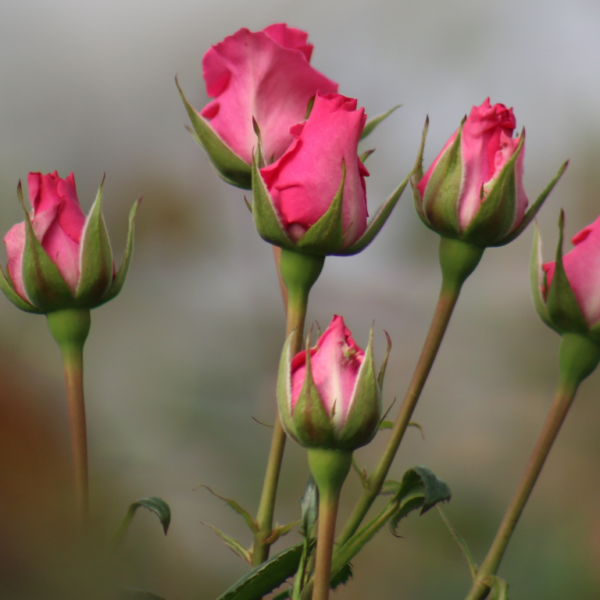Gallery: Premium Roses & Farm Operations Svg+xml,%3Csvg%20xmlns%3D%22http%3A%2F%2Fwww.w3