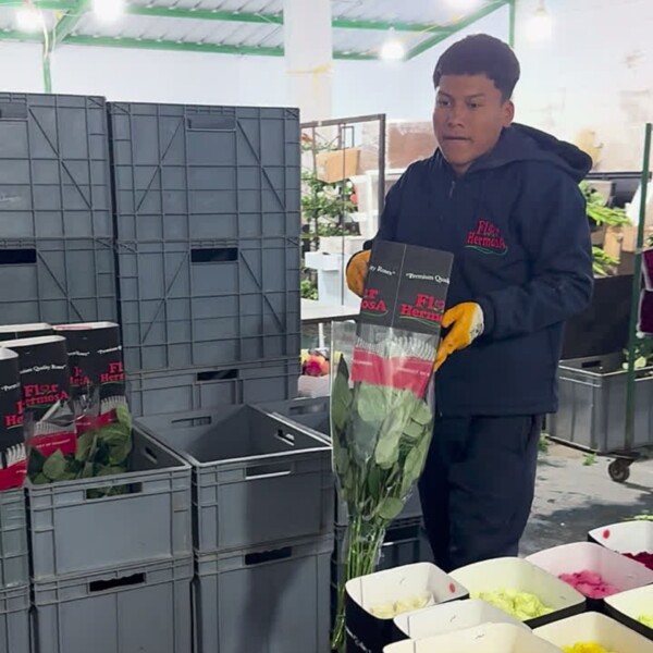 Gallery: Premium Roses & Farm Operations untitled design (4)