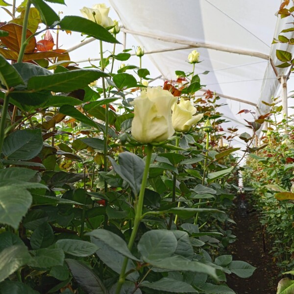 Gallery: Premium Roses & Farm Operations Svg+xml,%3Csvg%20xmlns%3D%22http%3A%2F%2Fwww.w3