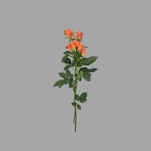 Catalog rose (11)