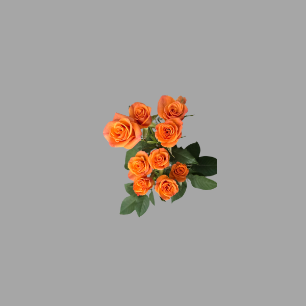 Catalog rose (12)
