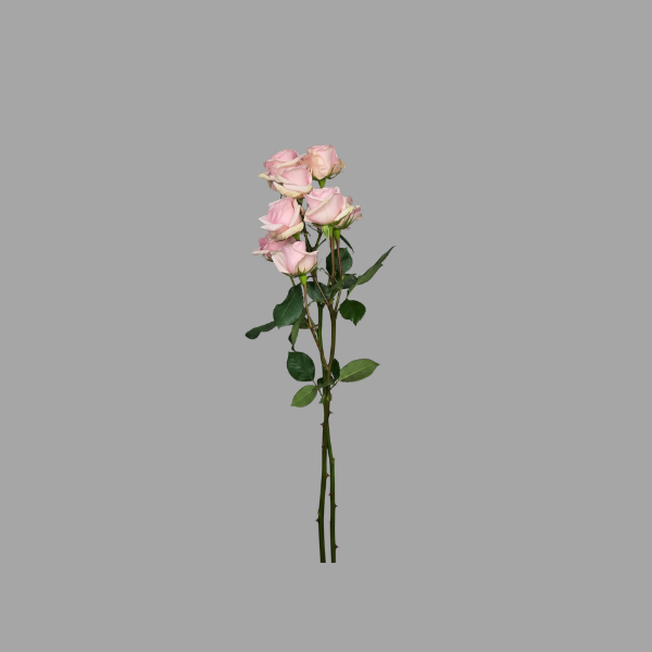 Catalog rose (13)