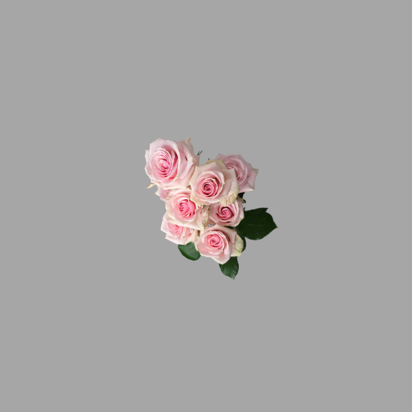 Catalog rose (14)