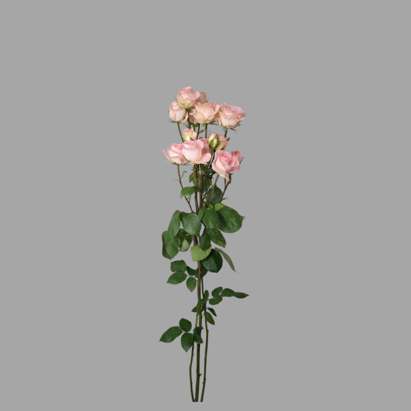 Catalog rose (15)