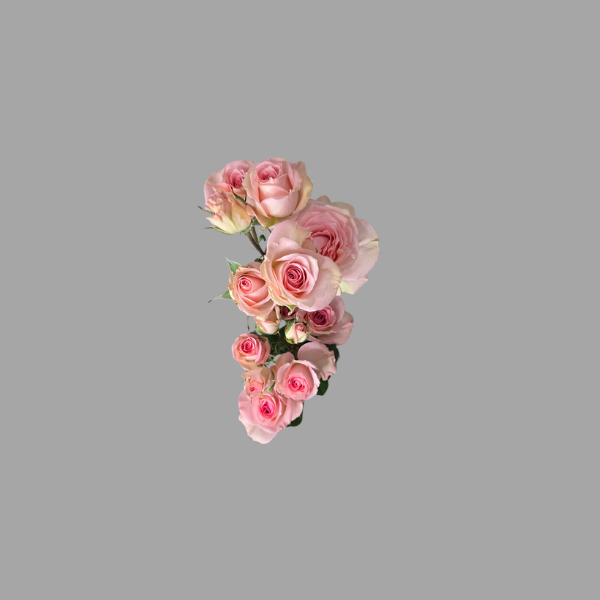 Catalog rose (16)